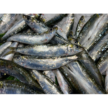 SARDINE OCEAN