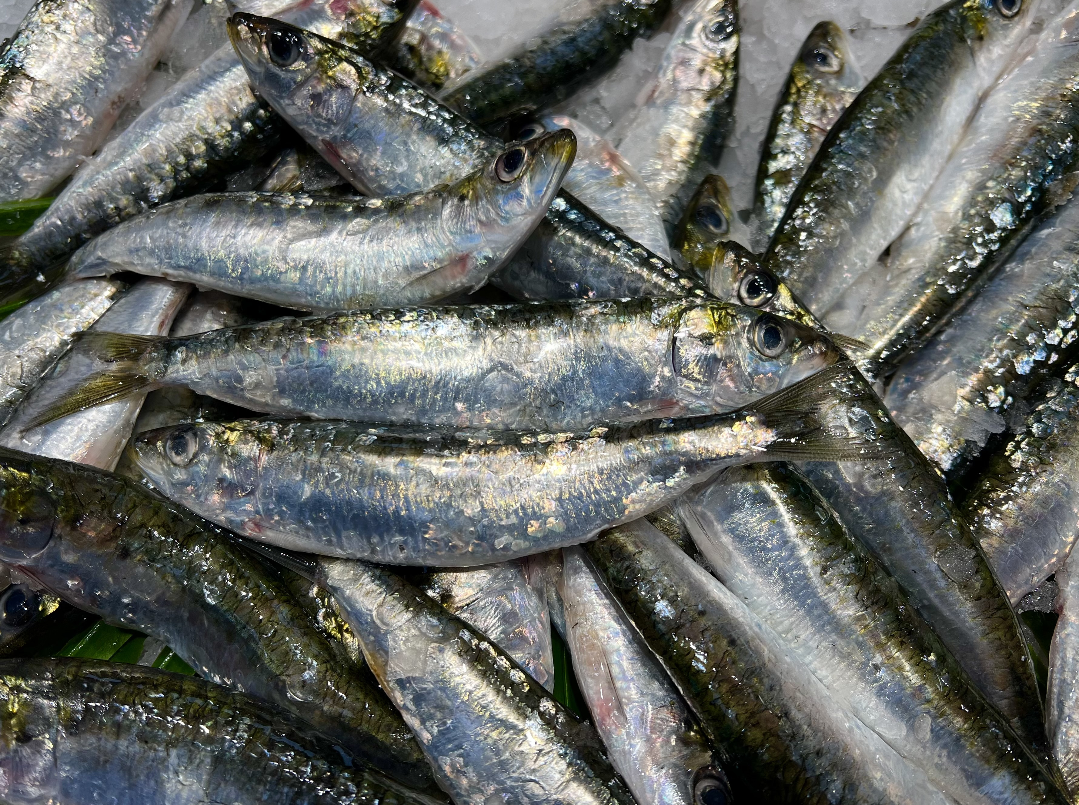 SARDINES