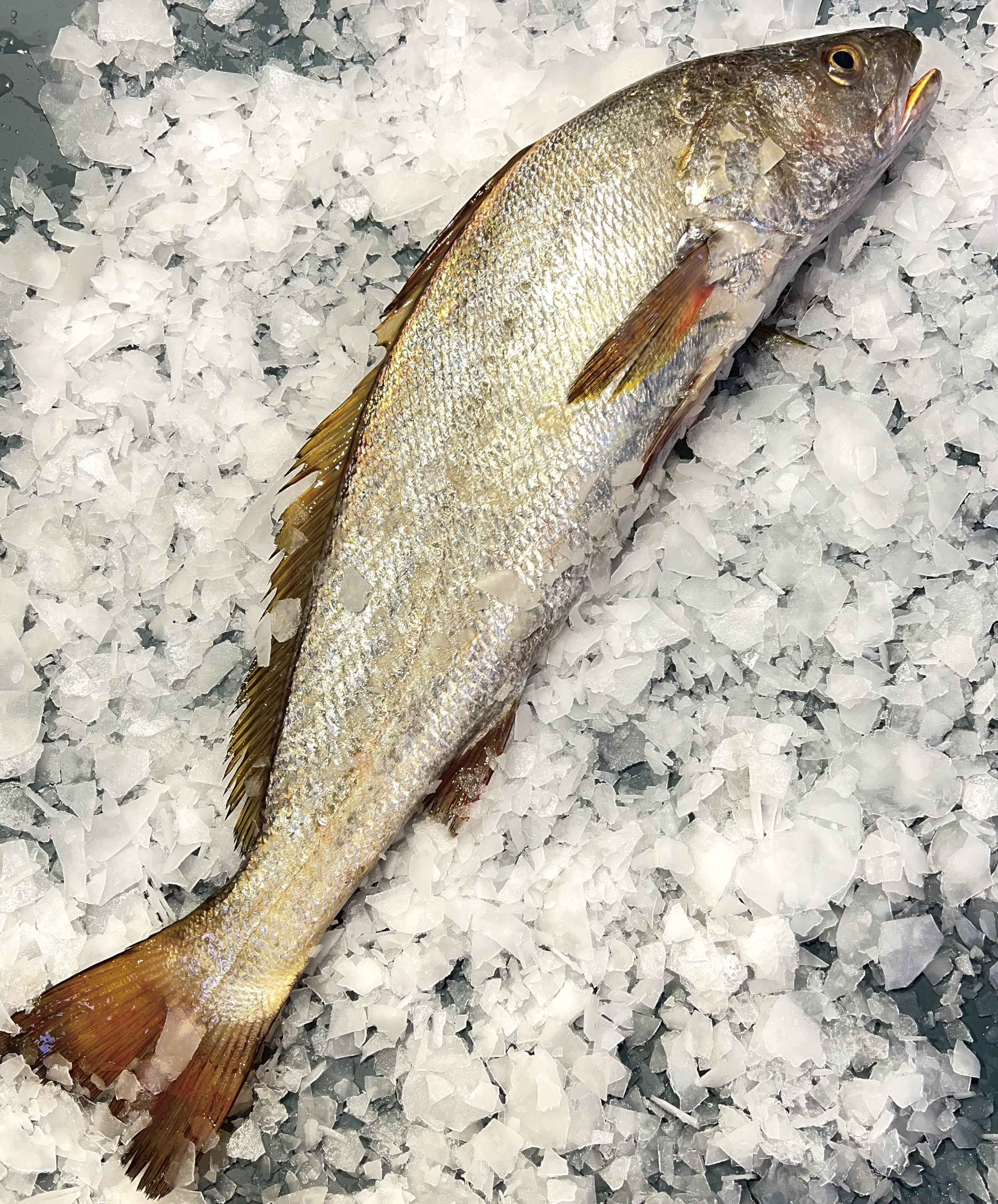 MAIGRE  à 14 € 90 LE KG 