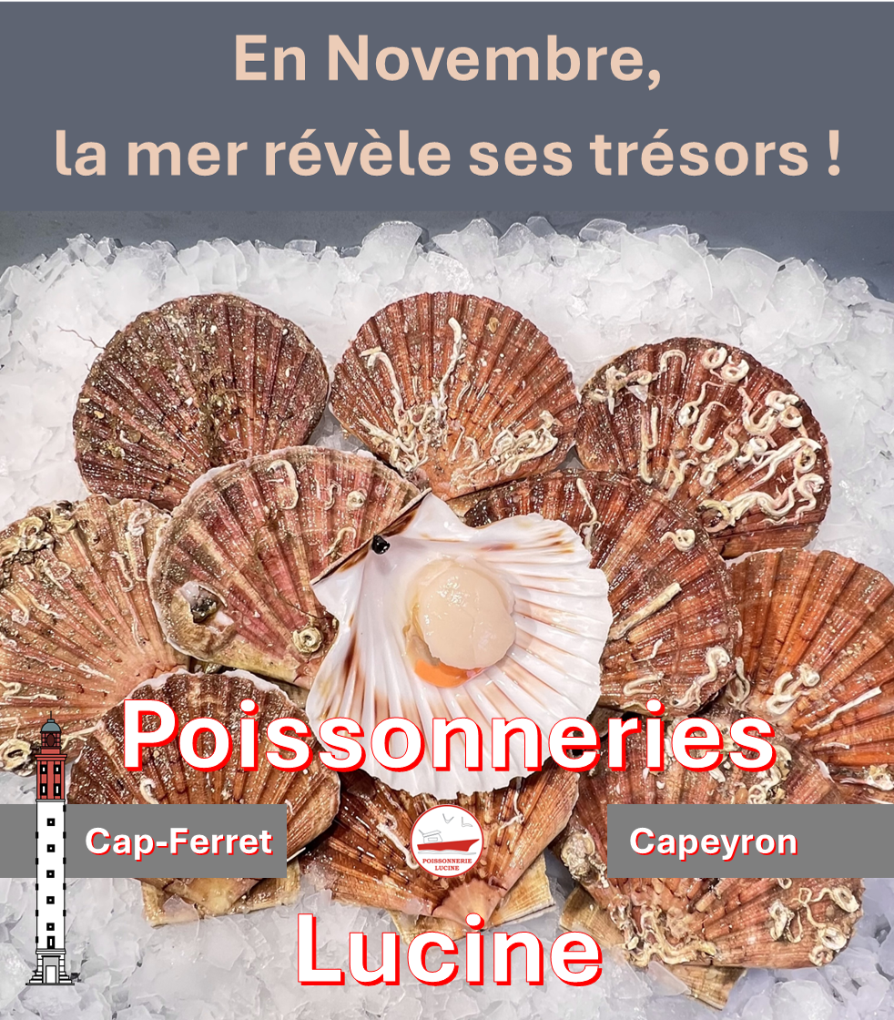 La saison de la Saint-Jacques est lancée ...