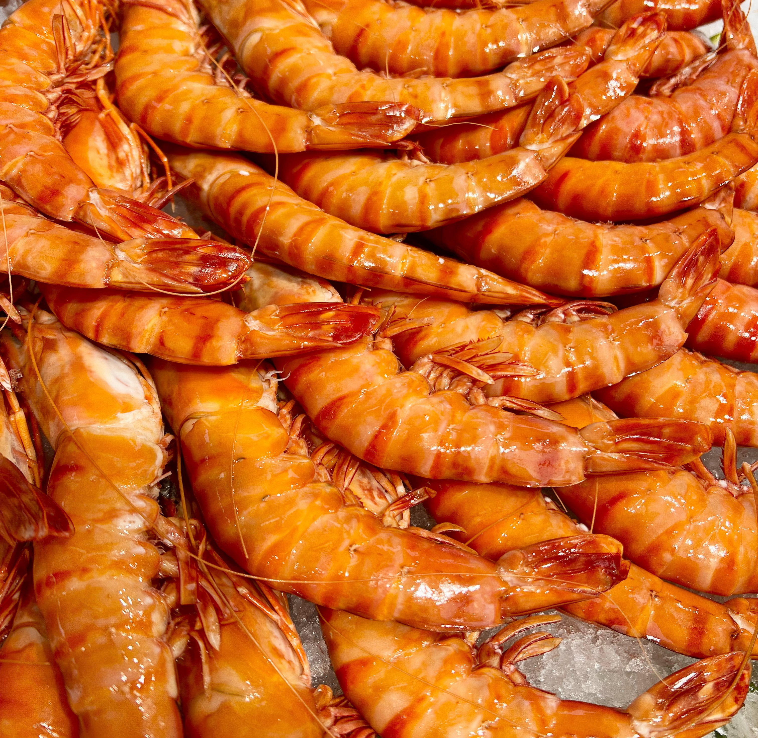 GROSSES GAMBAS SAUVAGES 