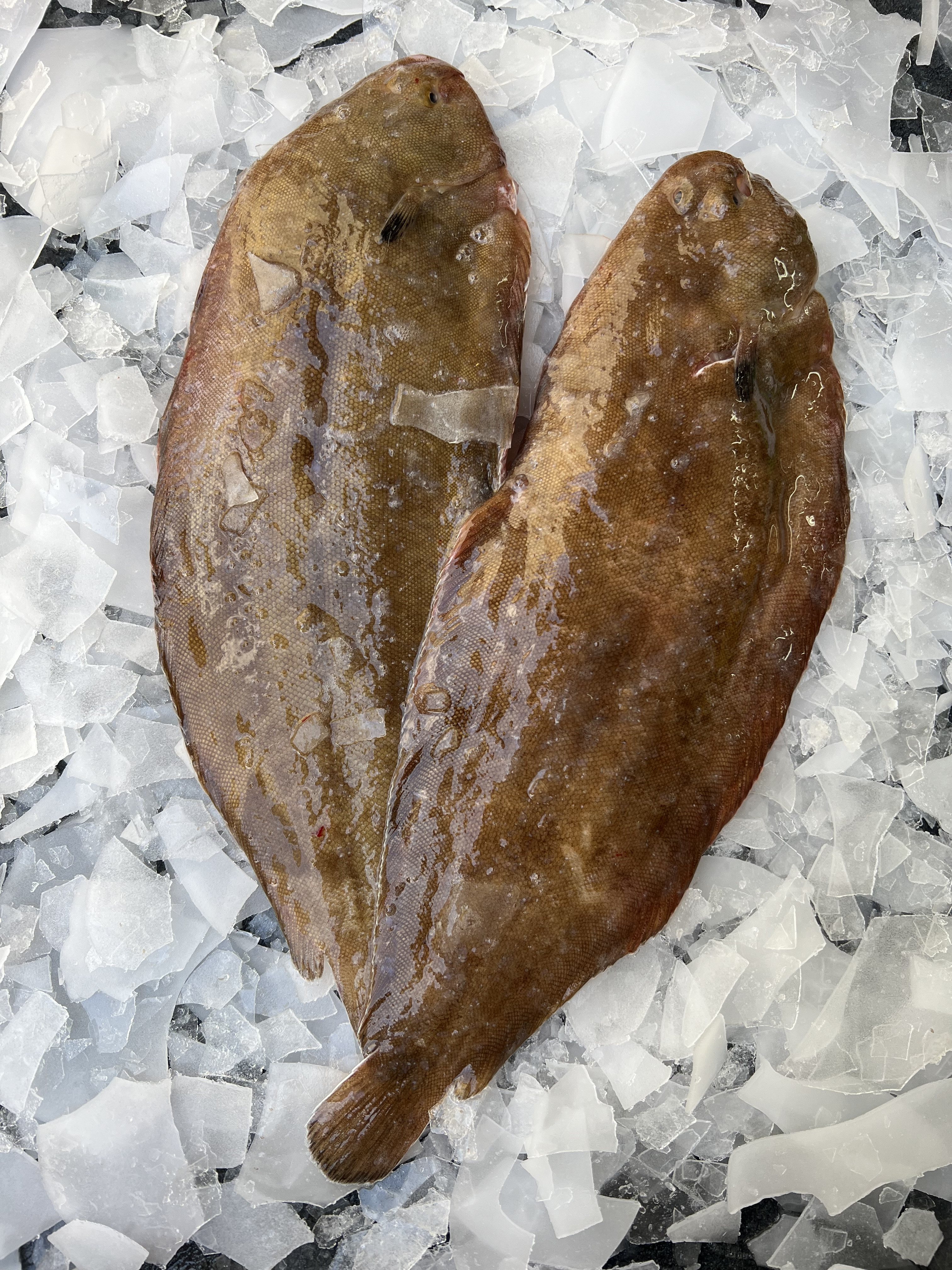 SOLE PORTION DE LA CIEE D ARCACHON