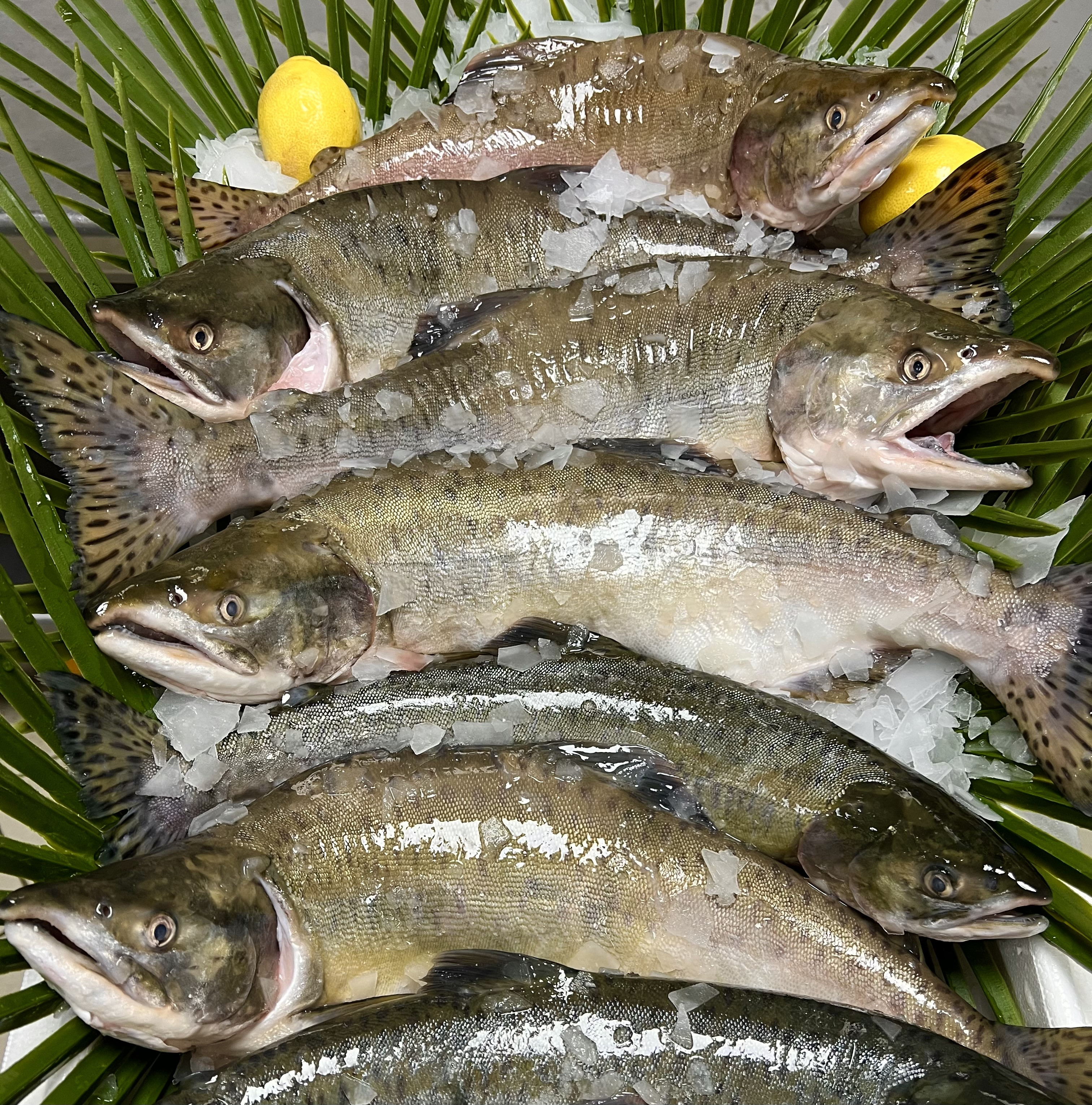 19€90  le KG pour ce SAUMON SAUVAGE !!